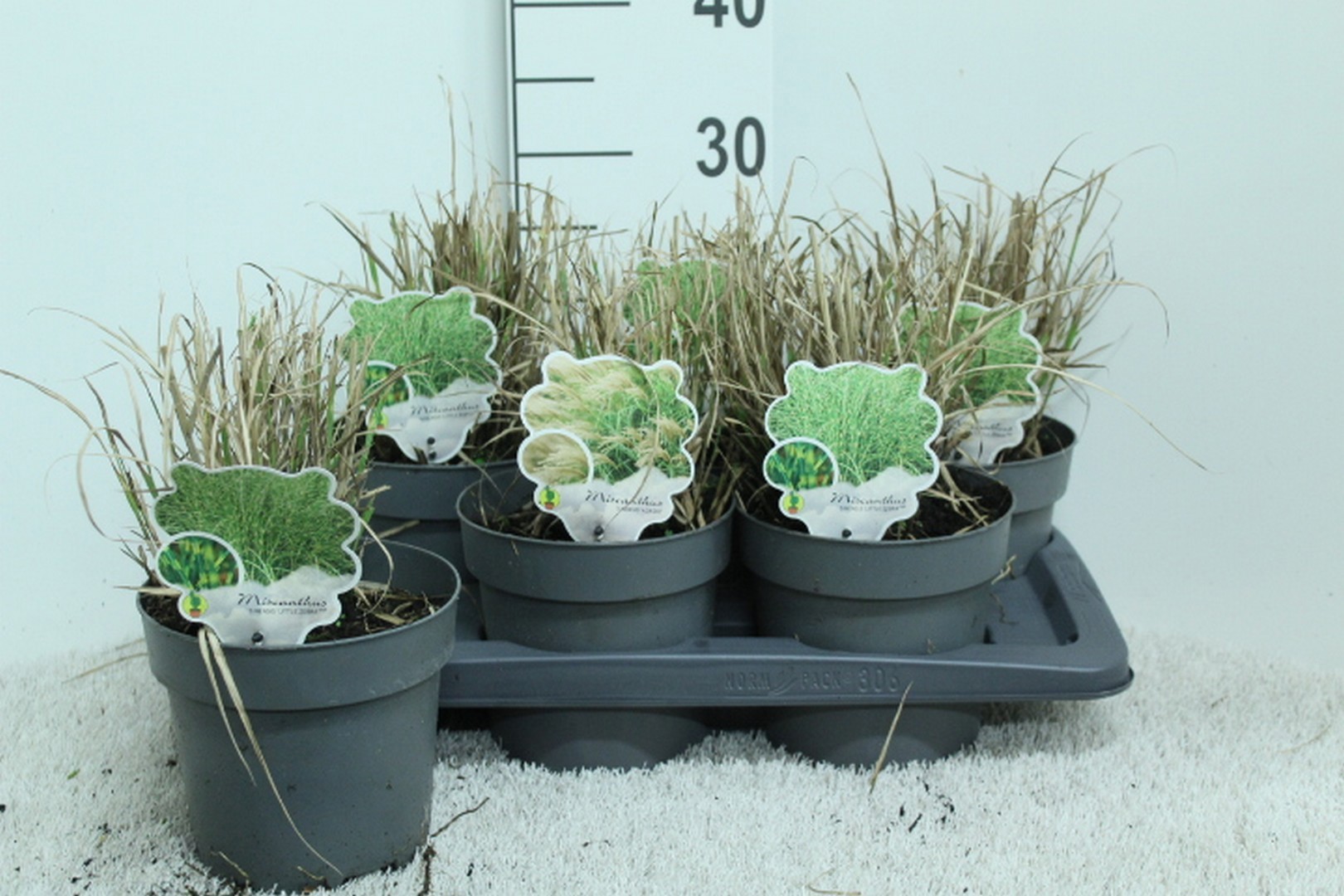 Miscanthus sin. 'Little Zebra' P17, D 17