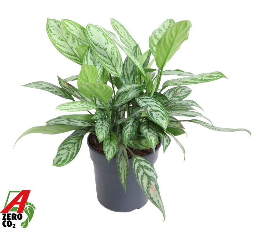 Aglaonema Silver Queen, D 24