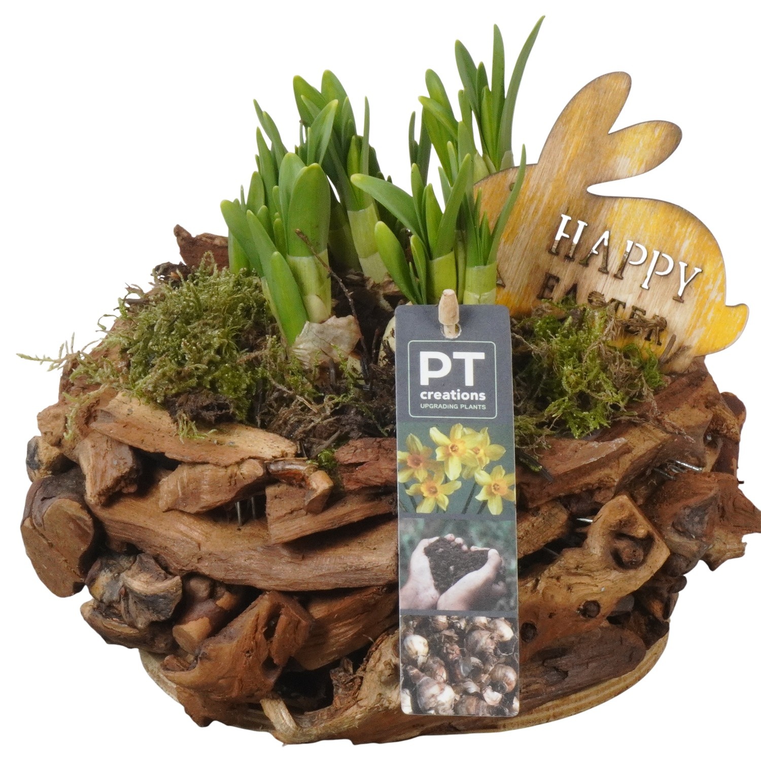 PTNP4480 Arrangement Narcissus Easter in houten pot, D 21
