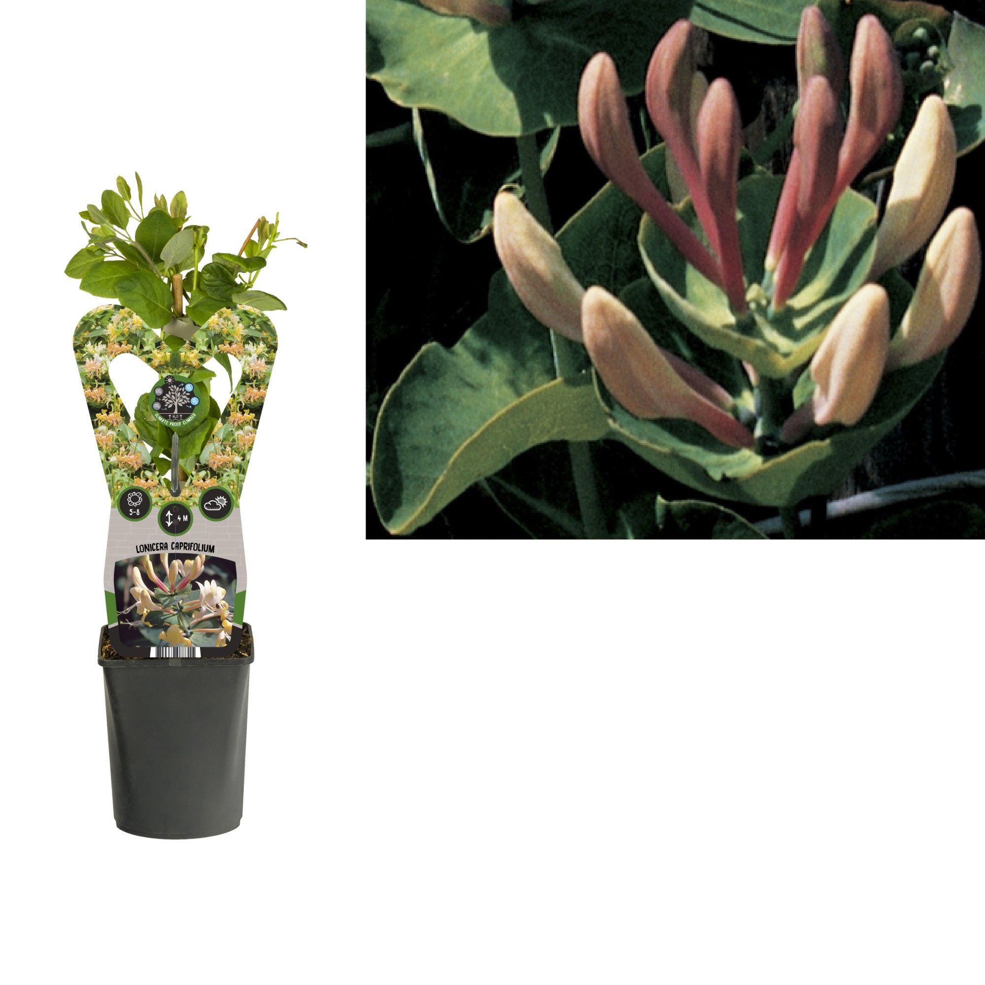 Lonicera caprifolium +3.0 label, D 11