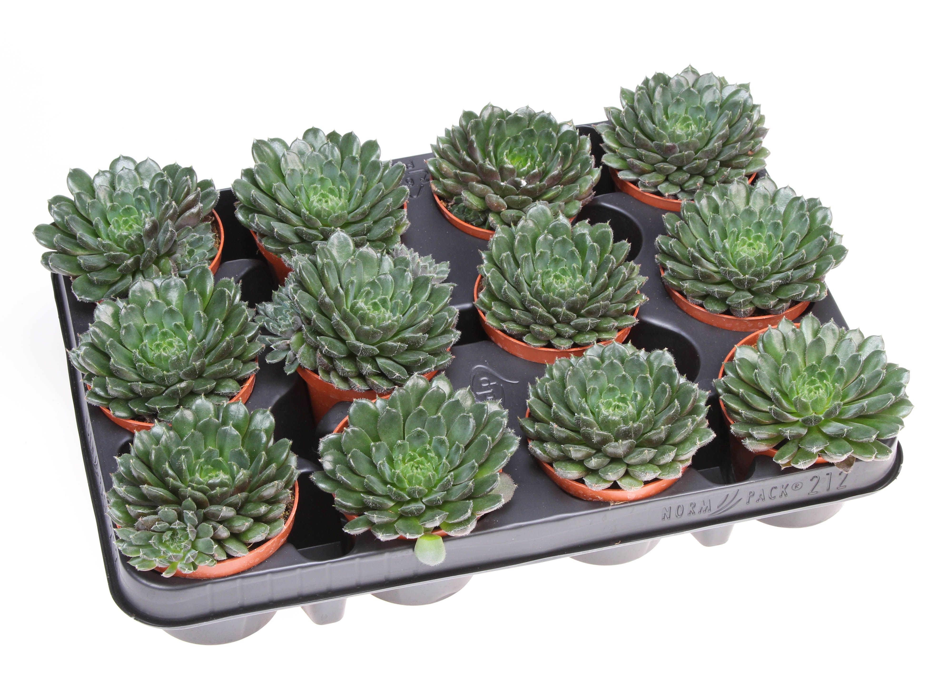 Echeveria scorpio, D 8,5