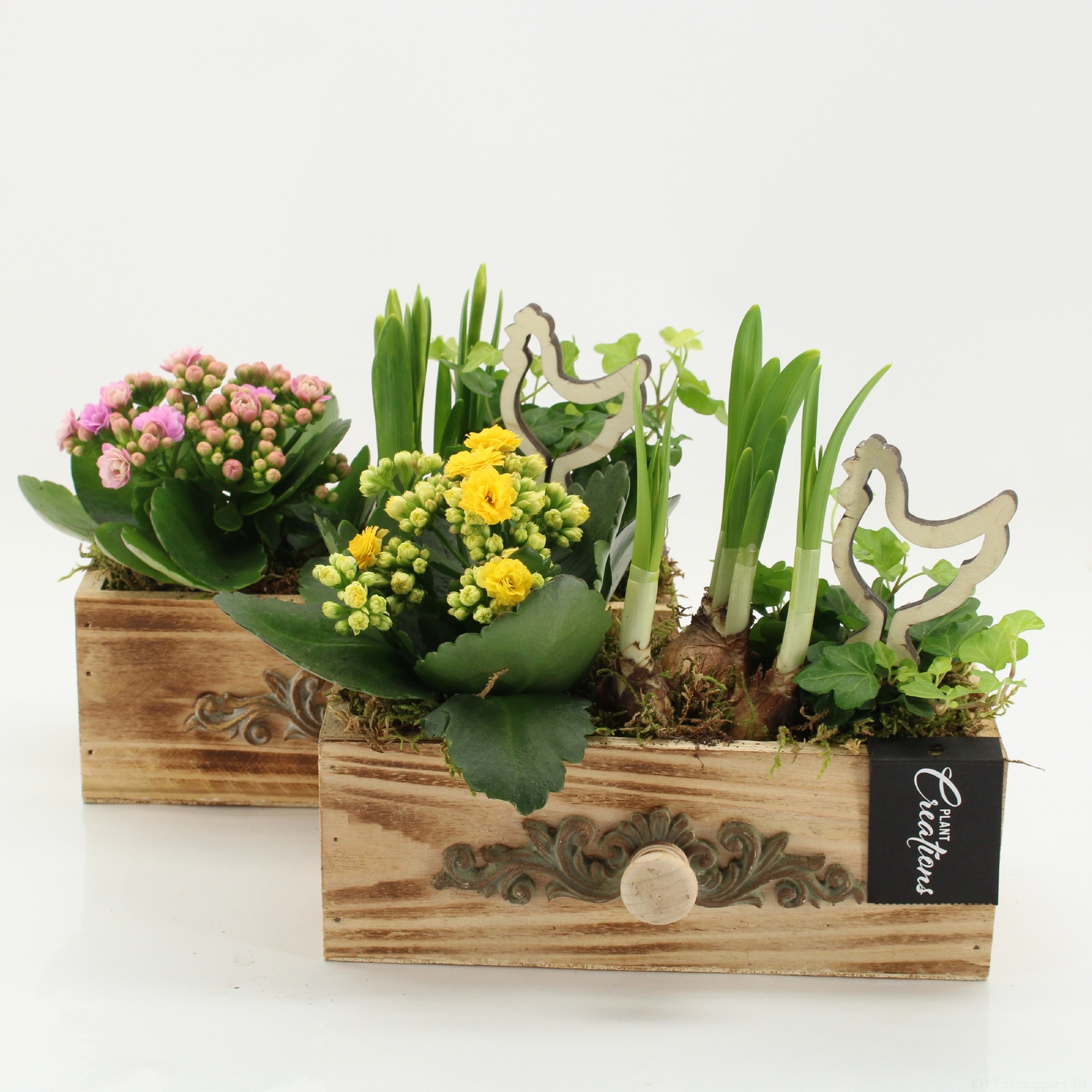 PNCR-2627 Paas narcis creatie, D 21