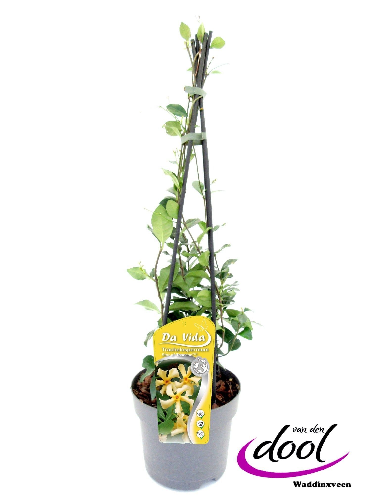 Trachelospermum Star of Toscane, D 19