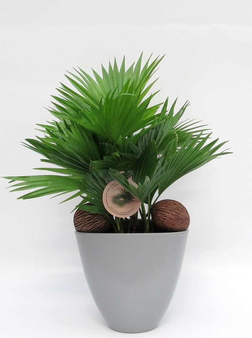 Livistona rotundifolia in avani pot, D 22