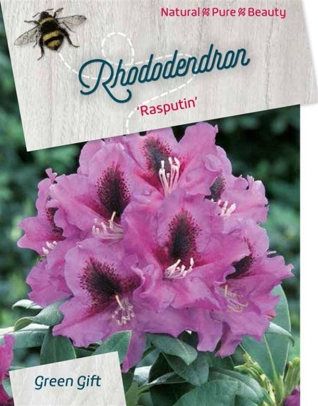 Rhododendron (P) 'Rasputin', D 21