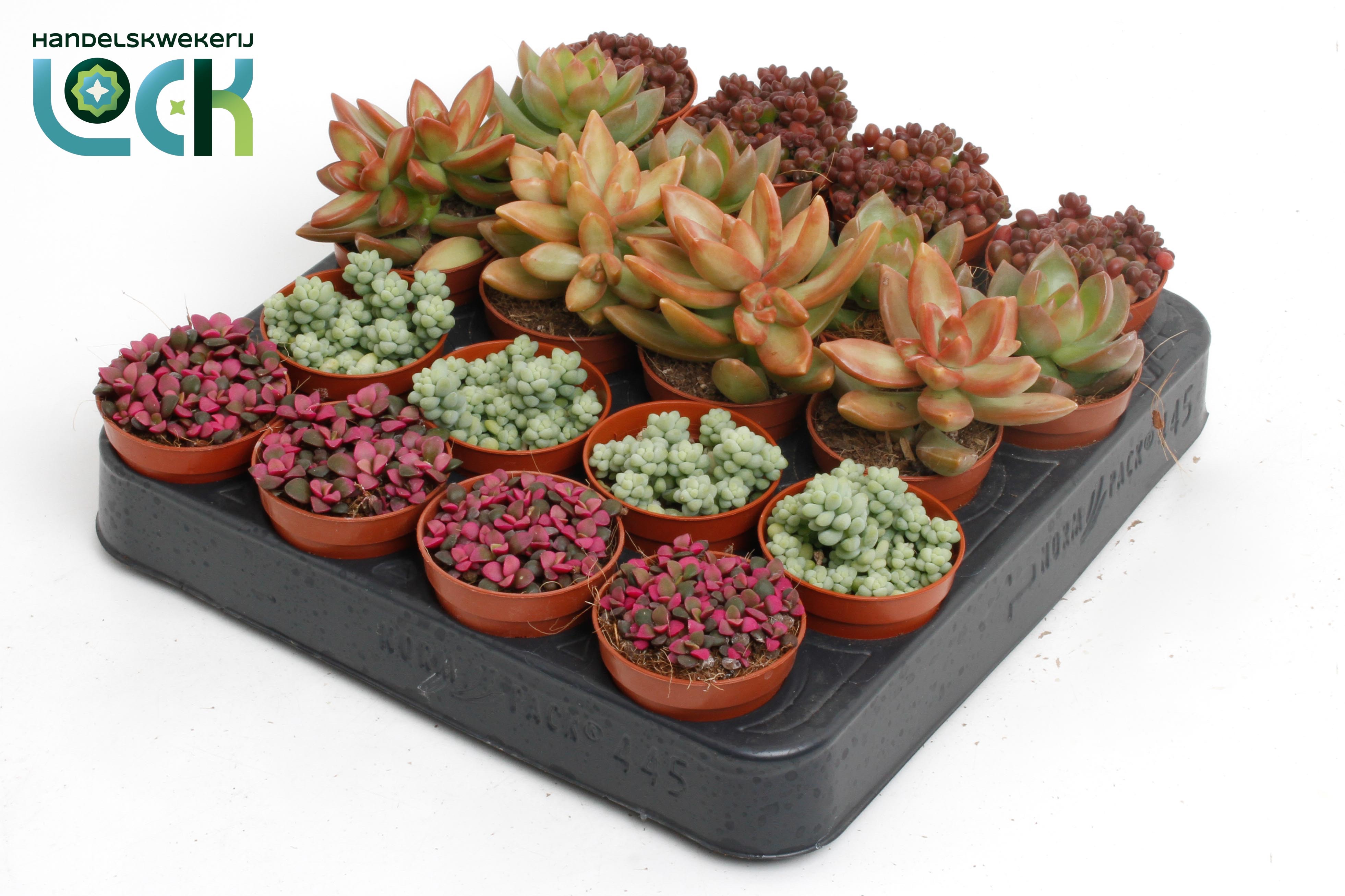 Sedum mix, D 5,5
