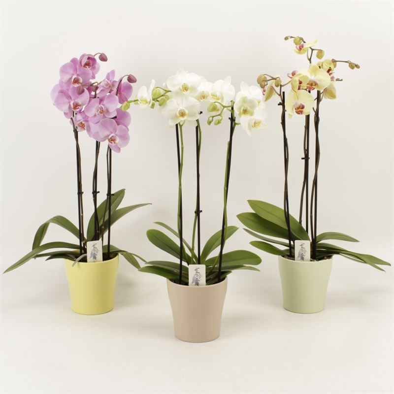 Phalaenopsis gemengd 3 tak mix in voorjaars keramiek, D 12