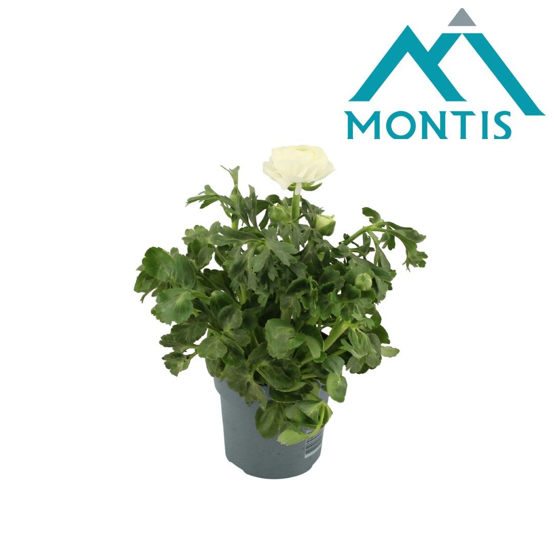 Ranunculus Sprinkles White 10,5 cm, D 10,5