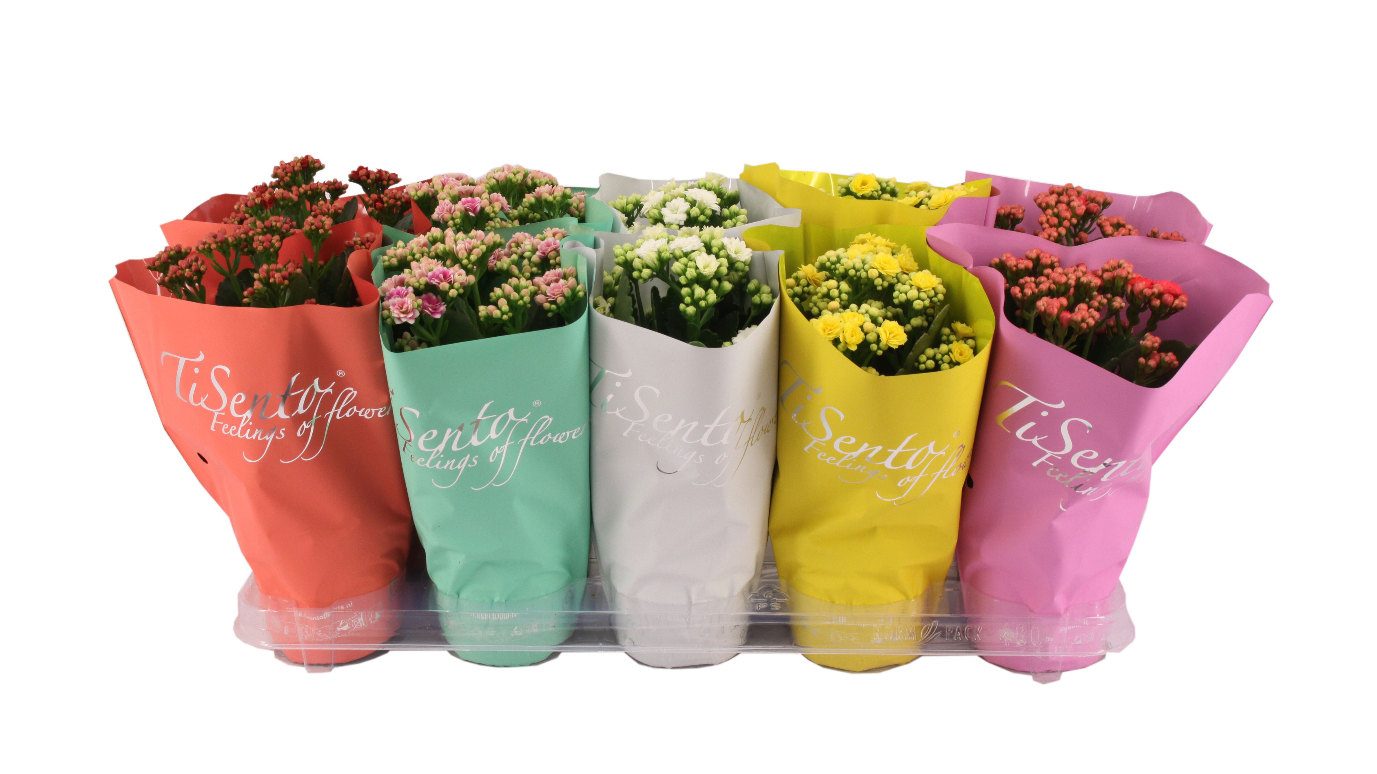 Calandiva 12 cm - Mei Mix, D 12