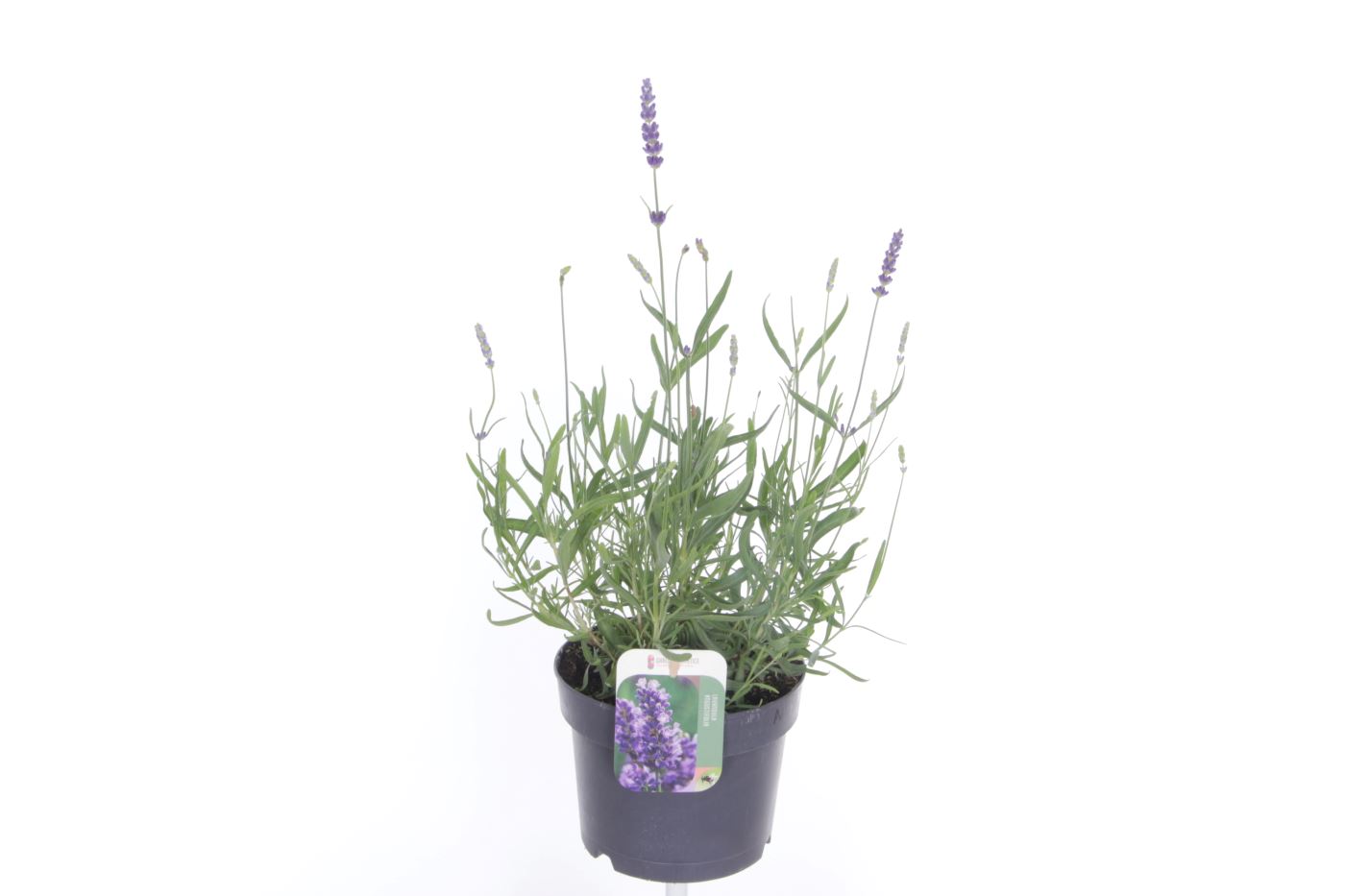 Lavandula jane impr., D 17