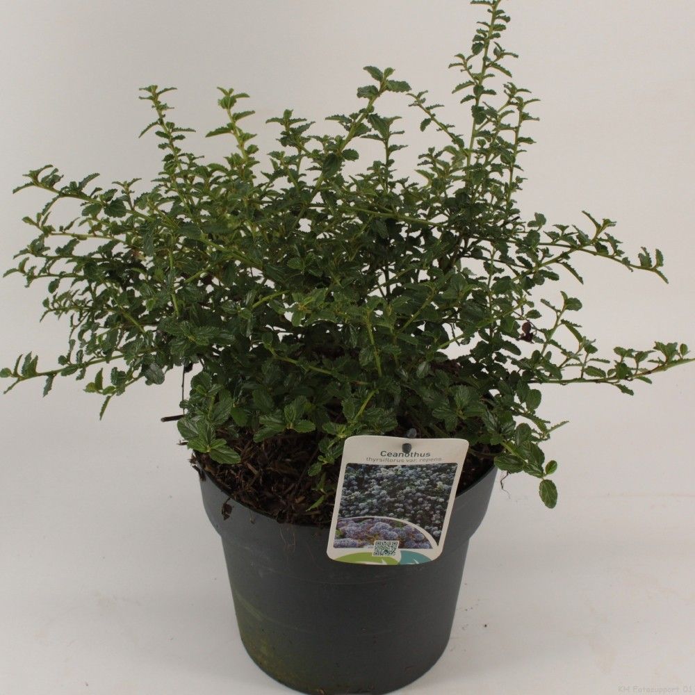 Ceanothus thyrsiflorus 'Repens', D 23