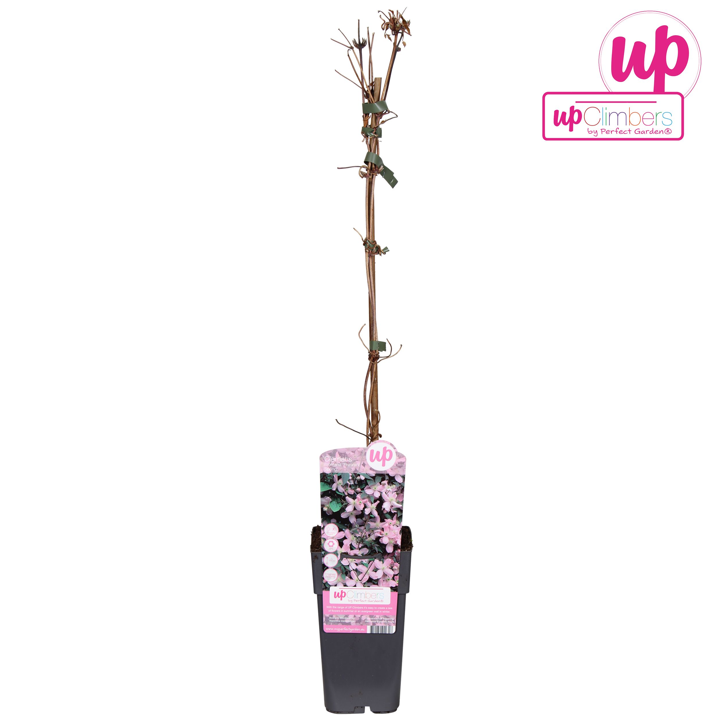 Clematis Montana Fragrant Spring P15, D 15