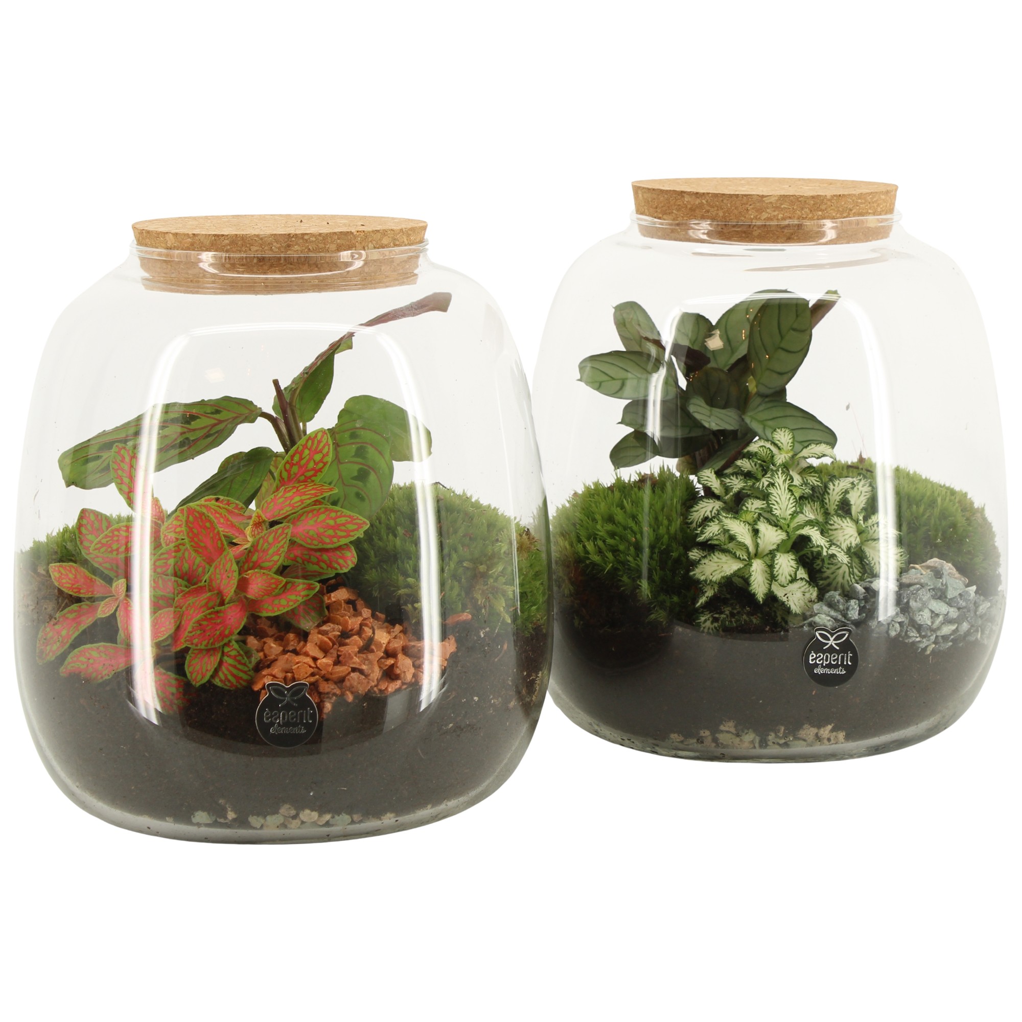90424: Terrarium arrangement, D 19