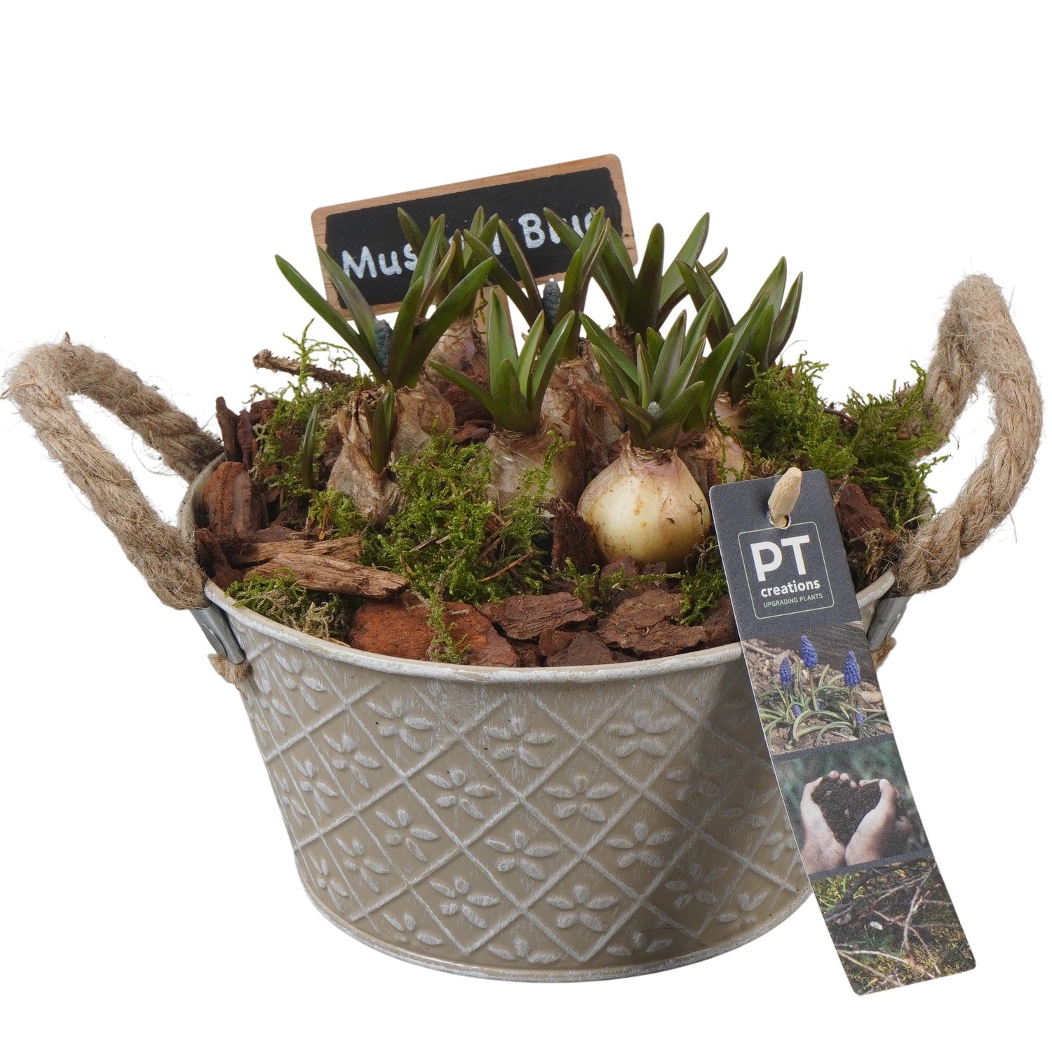 PTMB6147 Arrangement Muscari Blue in zink schaal, D 18