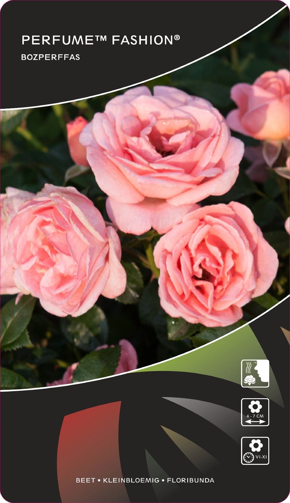Rosa (F) Perfume™Fashion® Stam 90, D 26