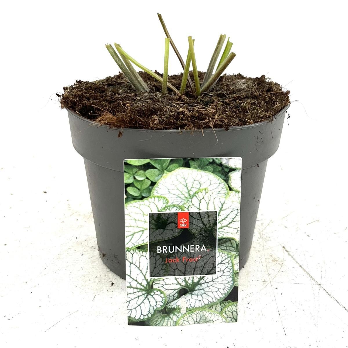 Brunnera macr. 'Jack Frost', D 17