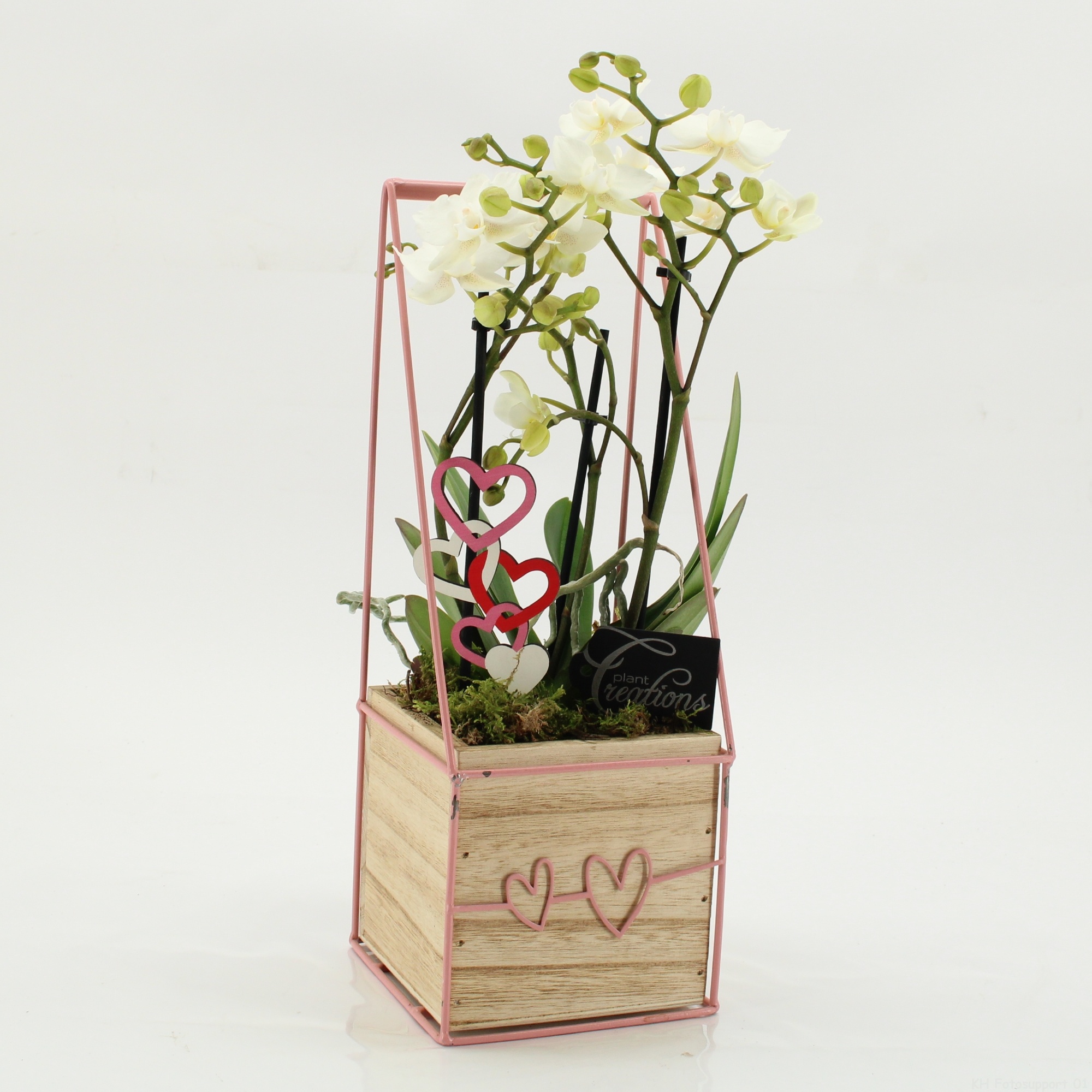 PHALMD-2618W Mother's day Phalaenopsis, D 12