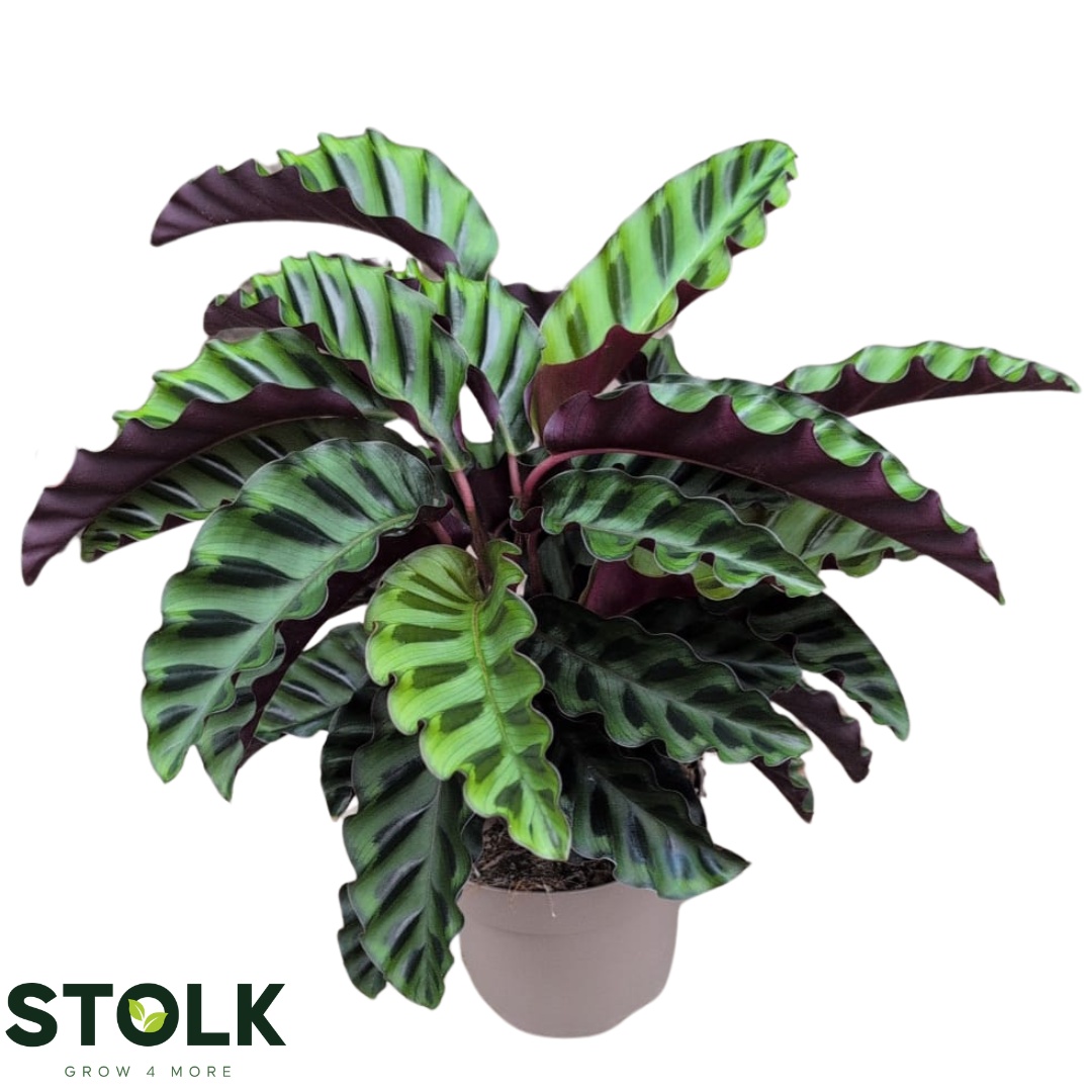 Calathea 14cm 'Velvet Glory', D 14