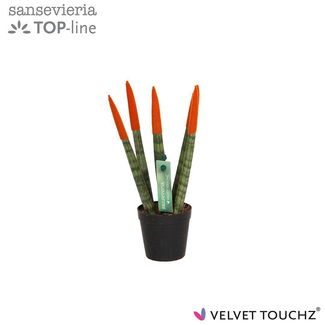 Sansevieria VELVET TOUCHZ® Oranje, D 6
