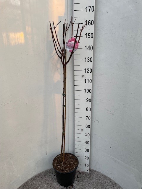 Hydrangea pan. Vanille Fraise 100 stam P28 C10, D 28