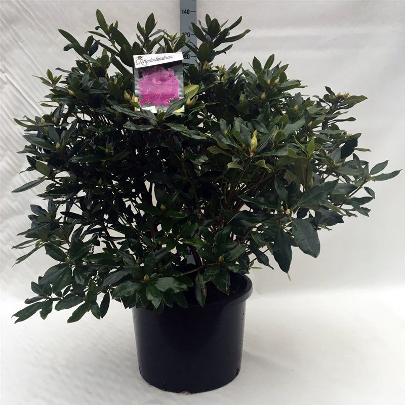 Rhodo. ponticum blue, D 47