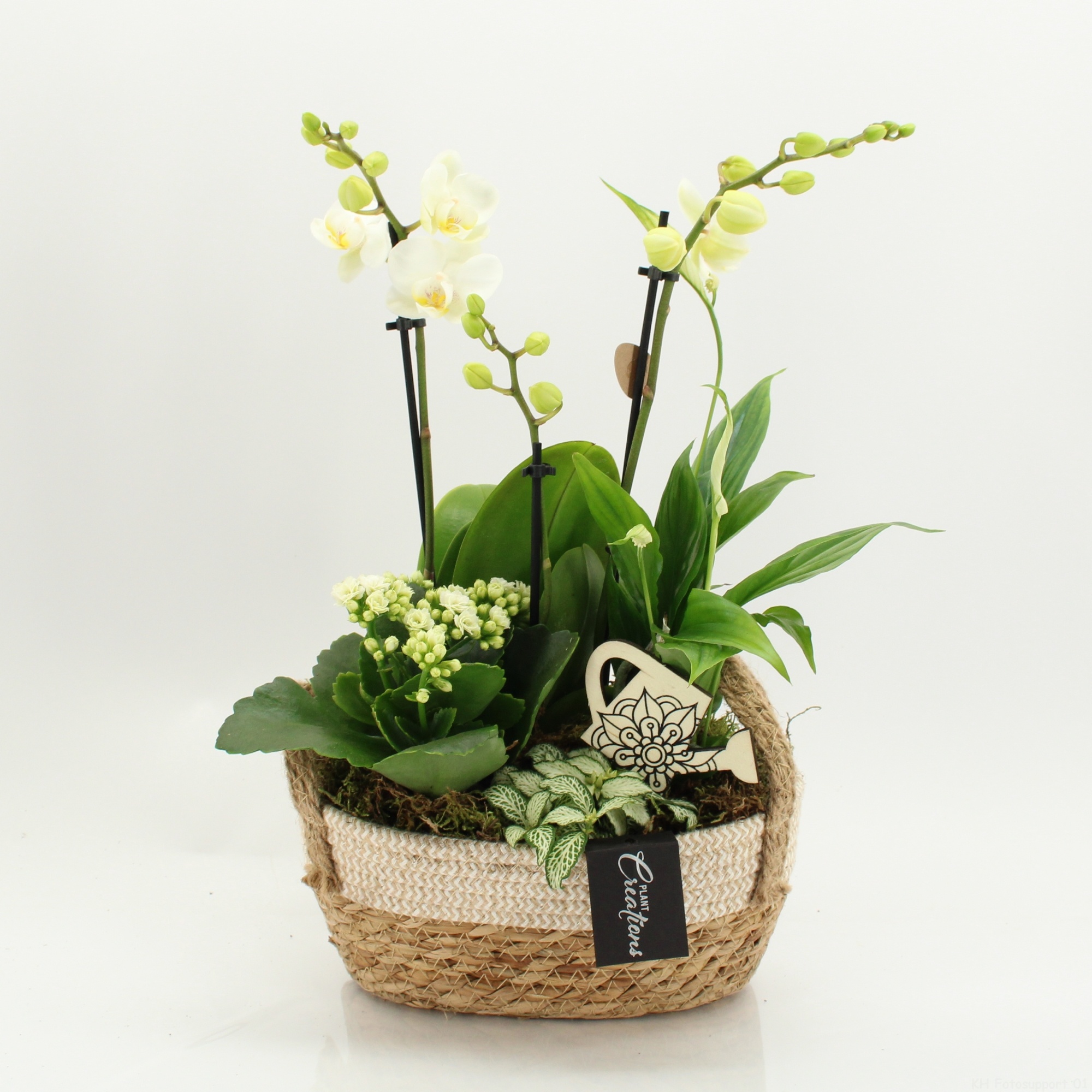 PHAL-2630W Phalaenopsis creatie, D 24