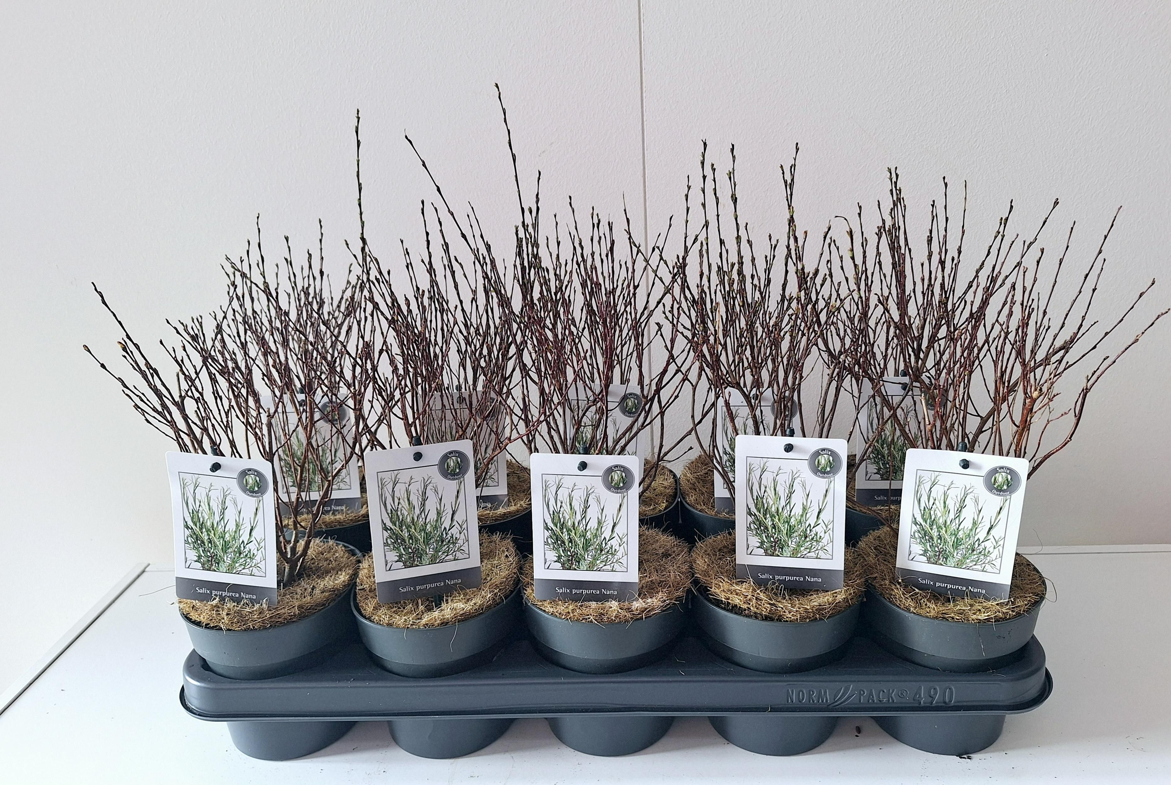 Salix Purpurea Nana bush p12, D 12