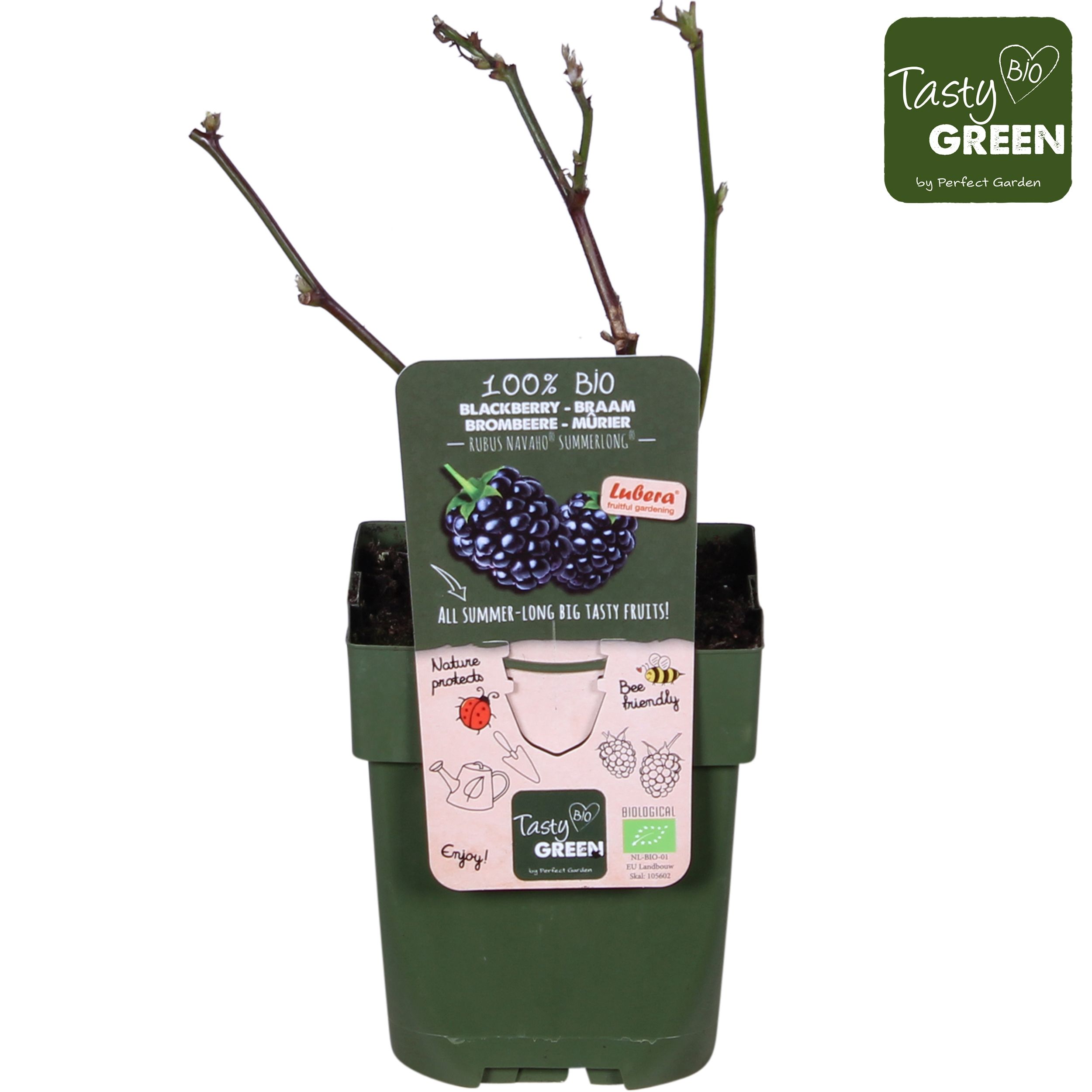 Rubus Navaho® Summerlong® Bio P13, D 13