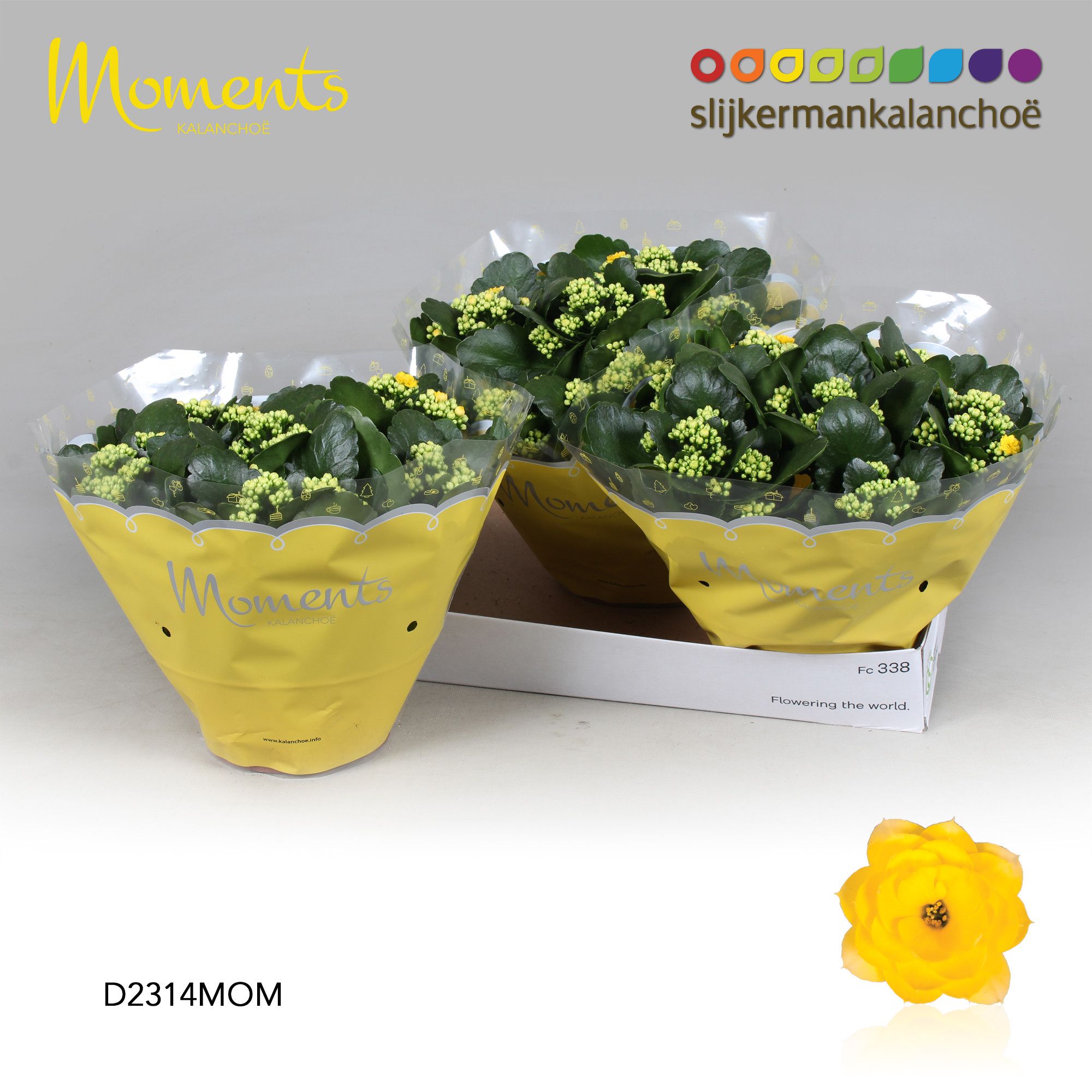 Kalanchoe Moments - Yellow, D 23