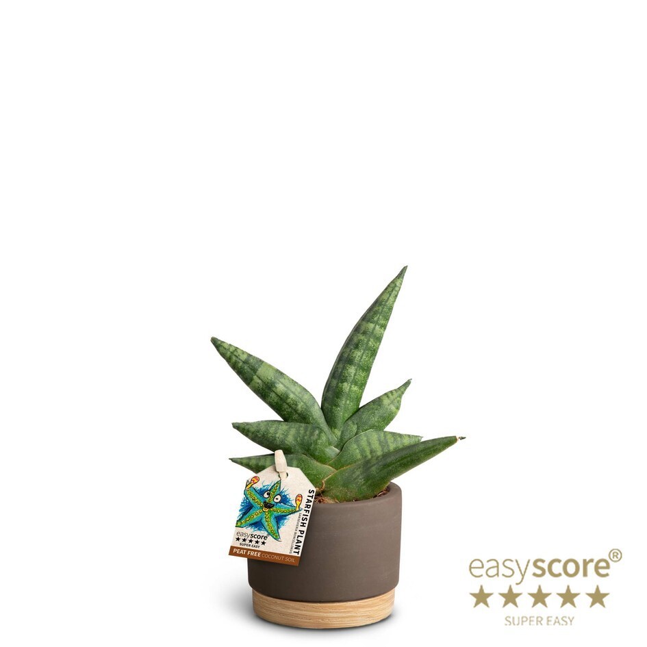 Woodbase Mocca, Sansevieria ´Boncellensis´, D 7