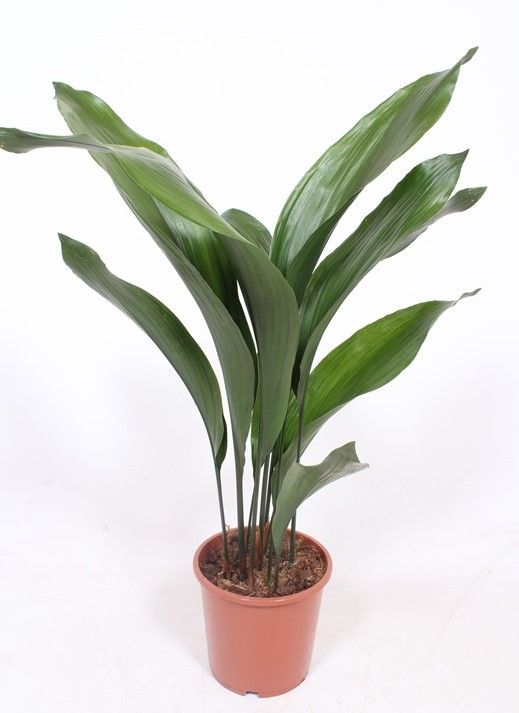 Aspidistra elatior, D 17