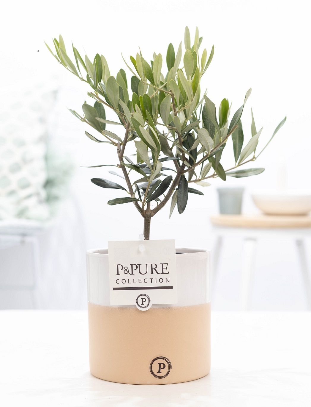Olea Europaea in P&PURE Rosy ceramics, D 12