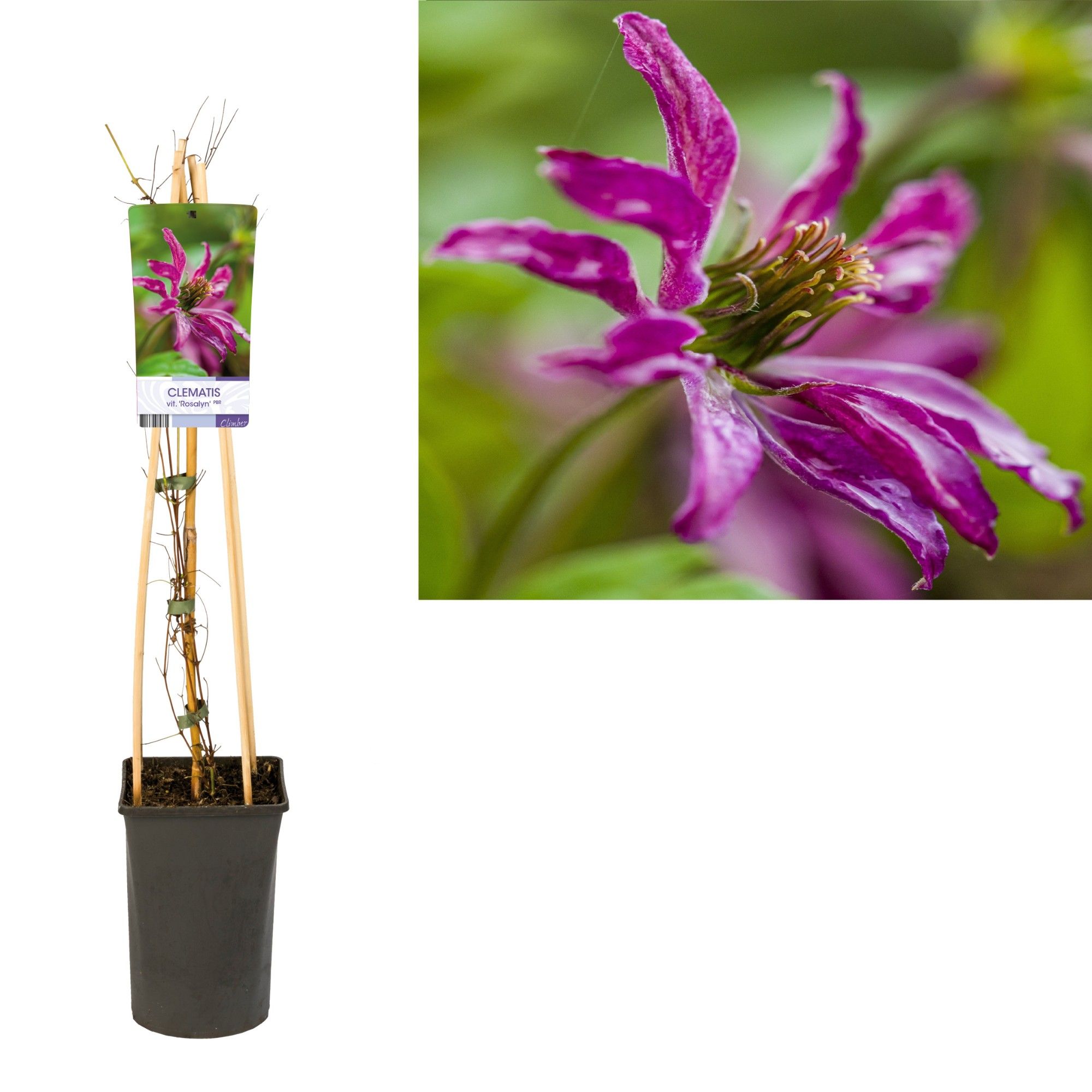 Clematis vit. 'Rosalyn' PBR +light label, D 17