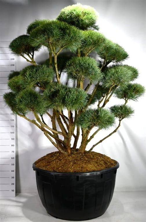 Pinus sylvestris 'Watereri', D 110