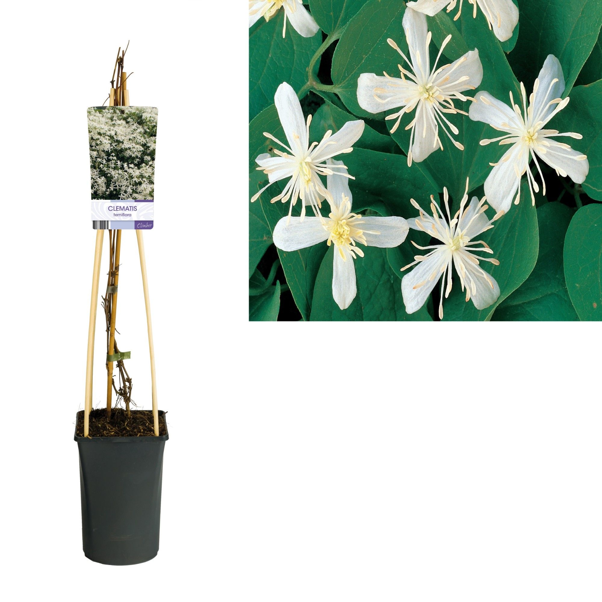 Clematis terniflora +light label, D 17
