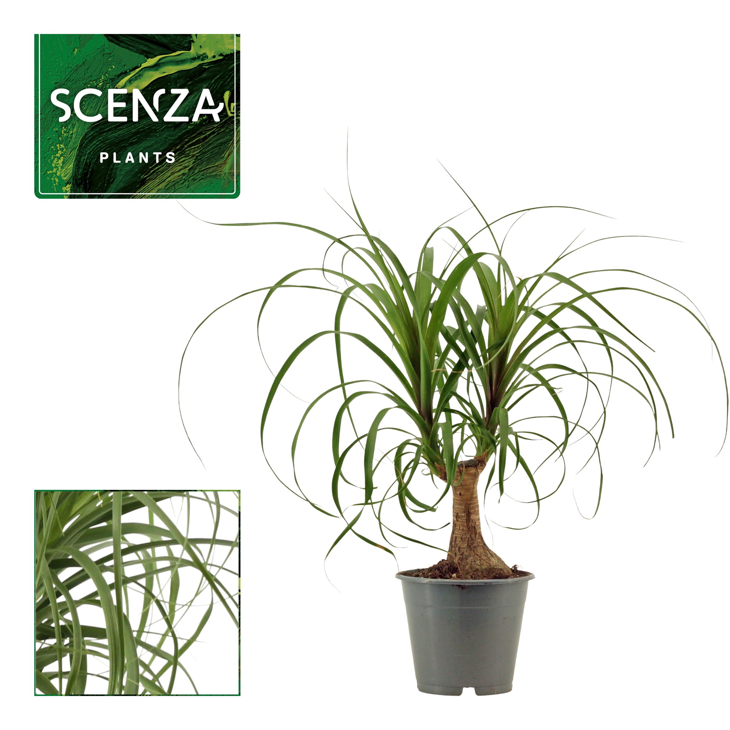 Beaucarnea recht 12 cm (Scenza), D 12