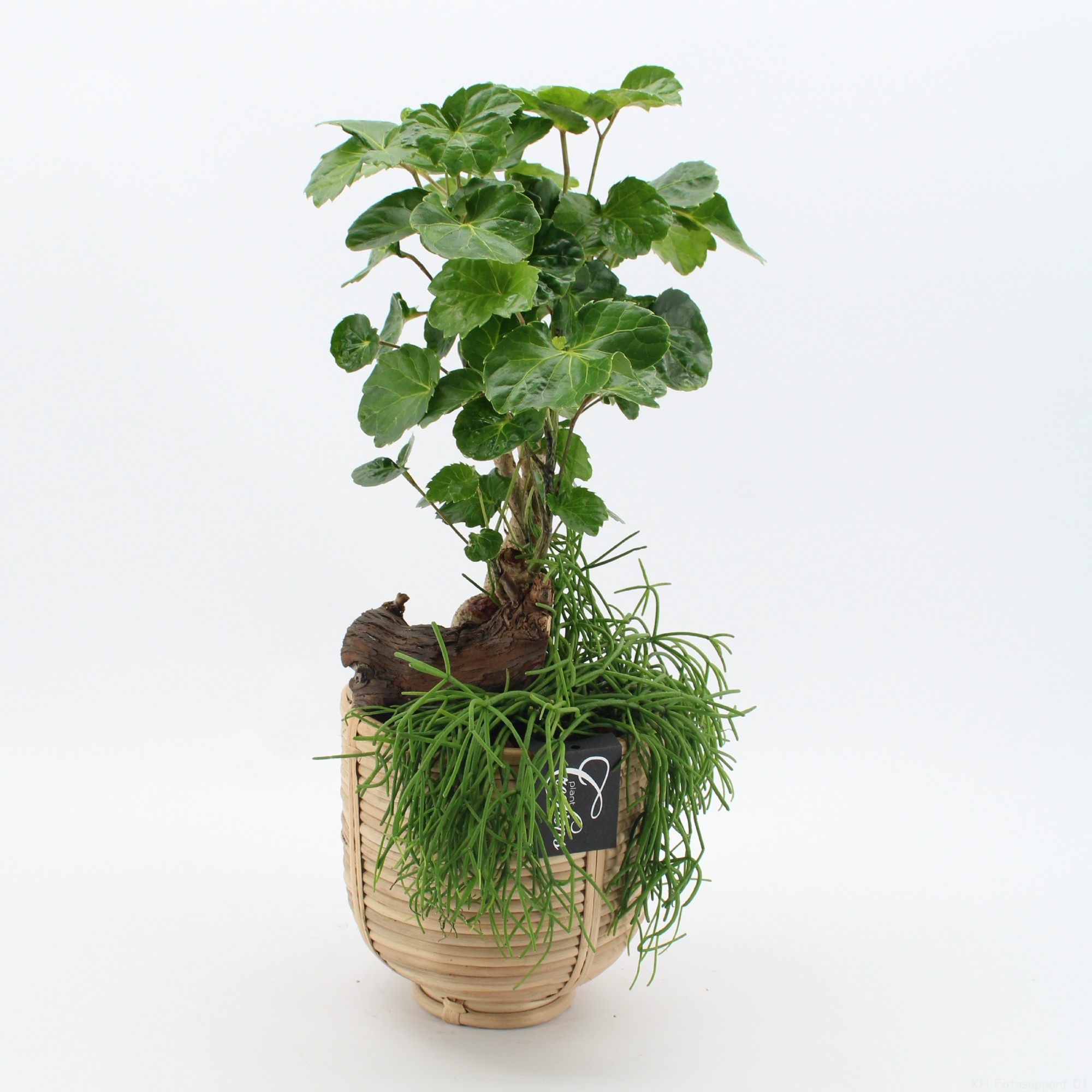 GRCR-2631 Green Essentials, D 16