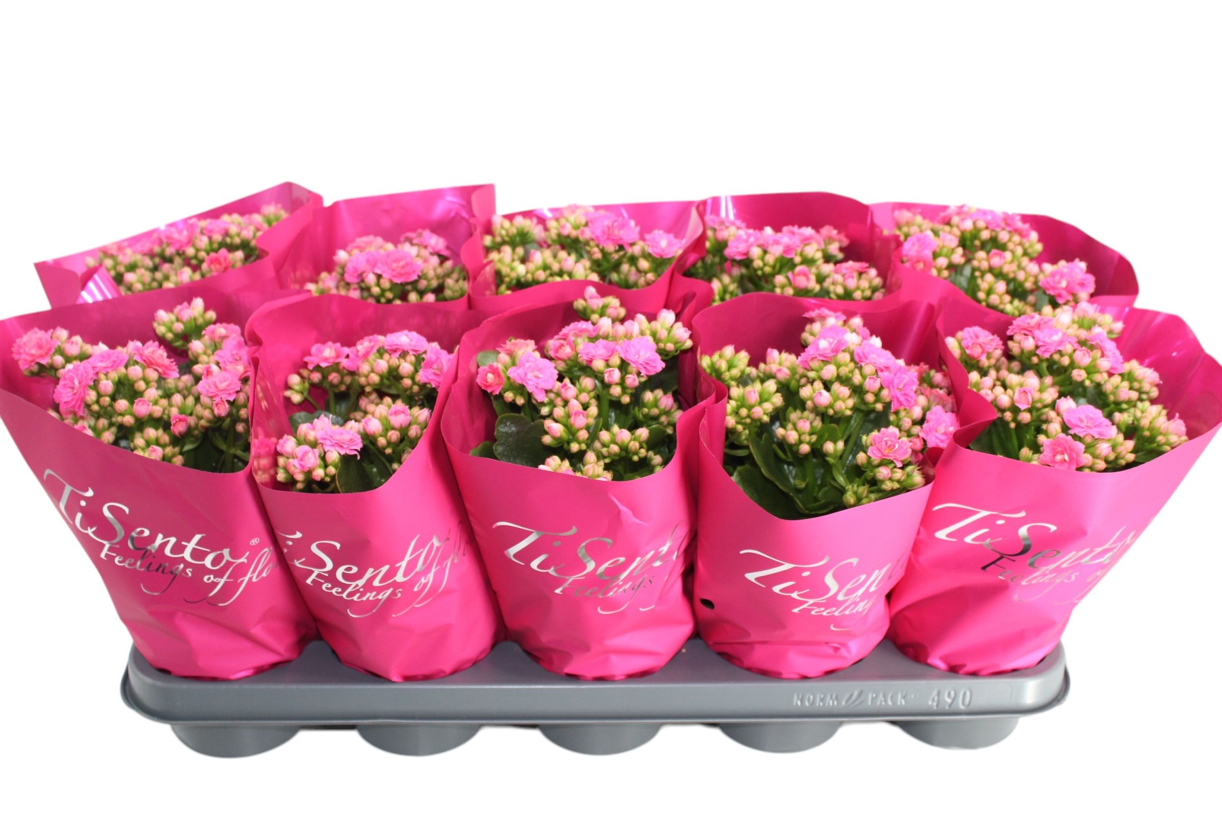 Calandiva 12 cm Roze in Hart Roze hoes, D 12