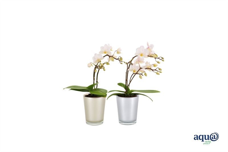 Glas pot p06 mix christmas Phal Tiny Dolls wild white 3/4T18+ Aqu@, D 6