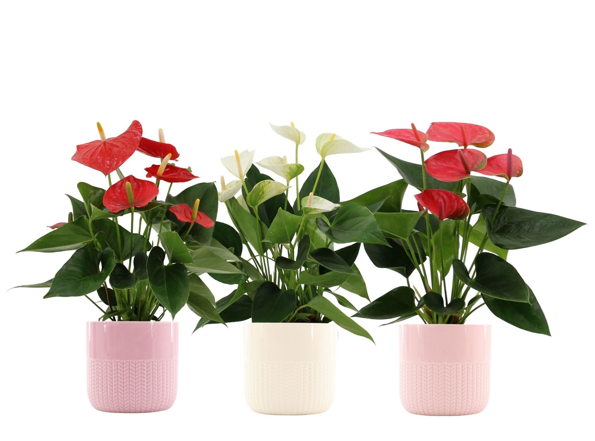 Anthurium 3 color mix in Toulouse ceramics, D 12