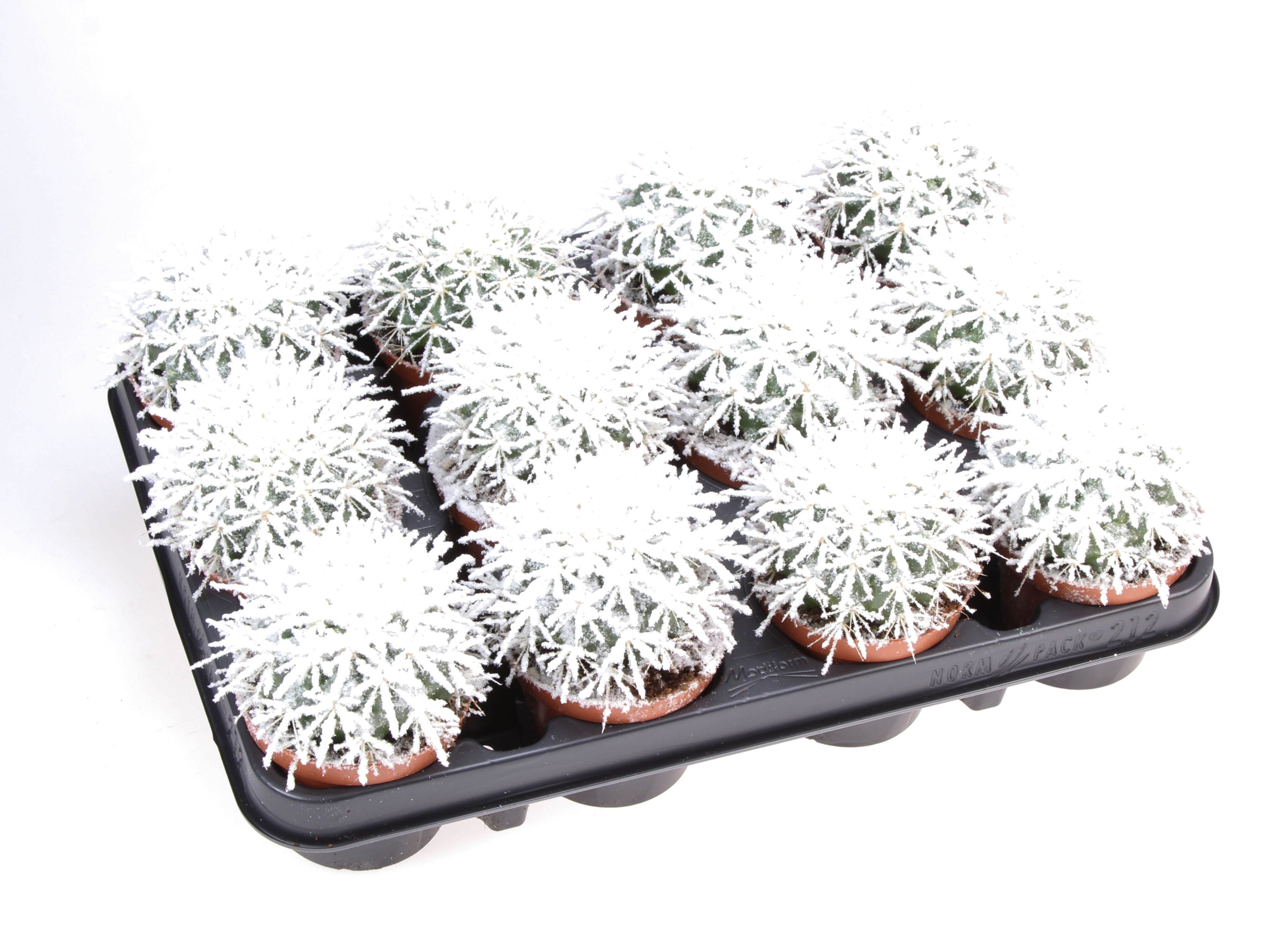 Grusonii + bio snow, D 8,5