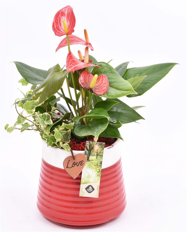 Keramiek pot rood met label 13cm, D 13