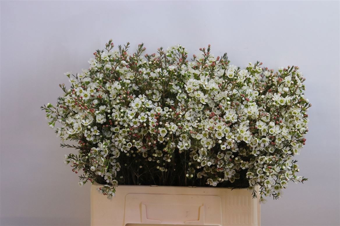 Шамелациум Сириус 60, шт.