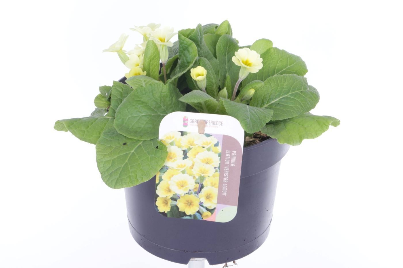 Primula elatior Veristar Lemon, D 17