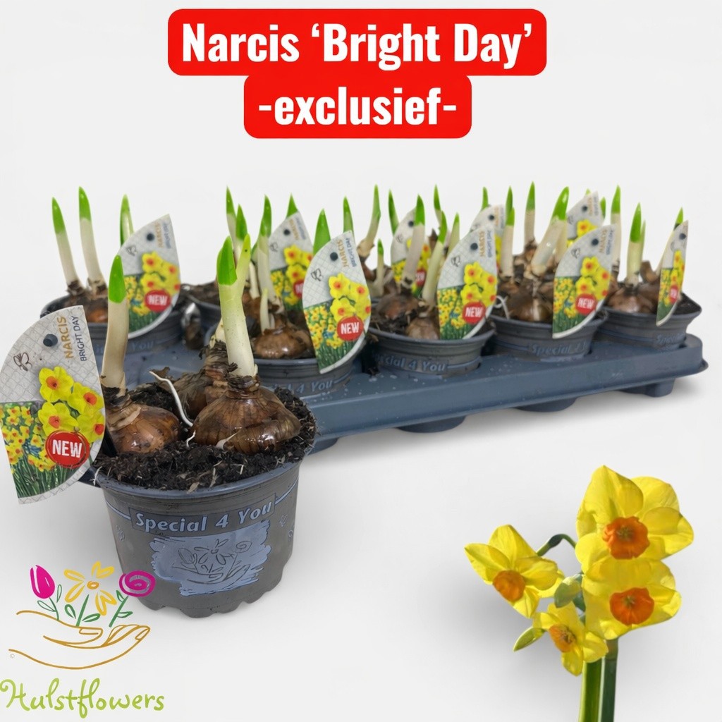 Narcis Bright Day, D 12