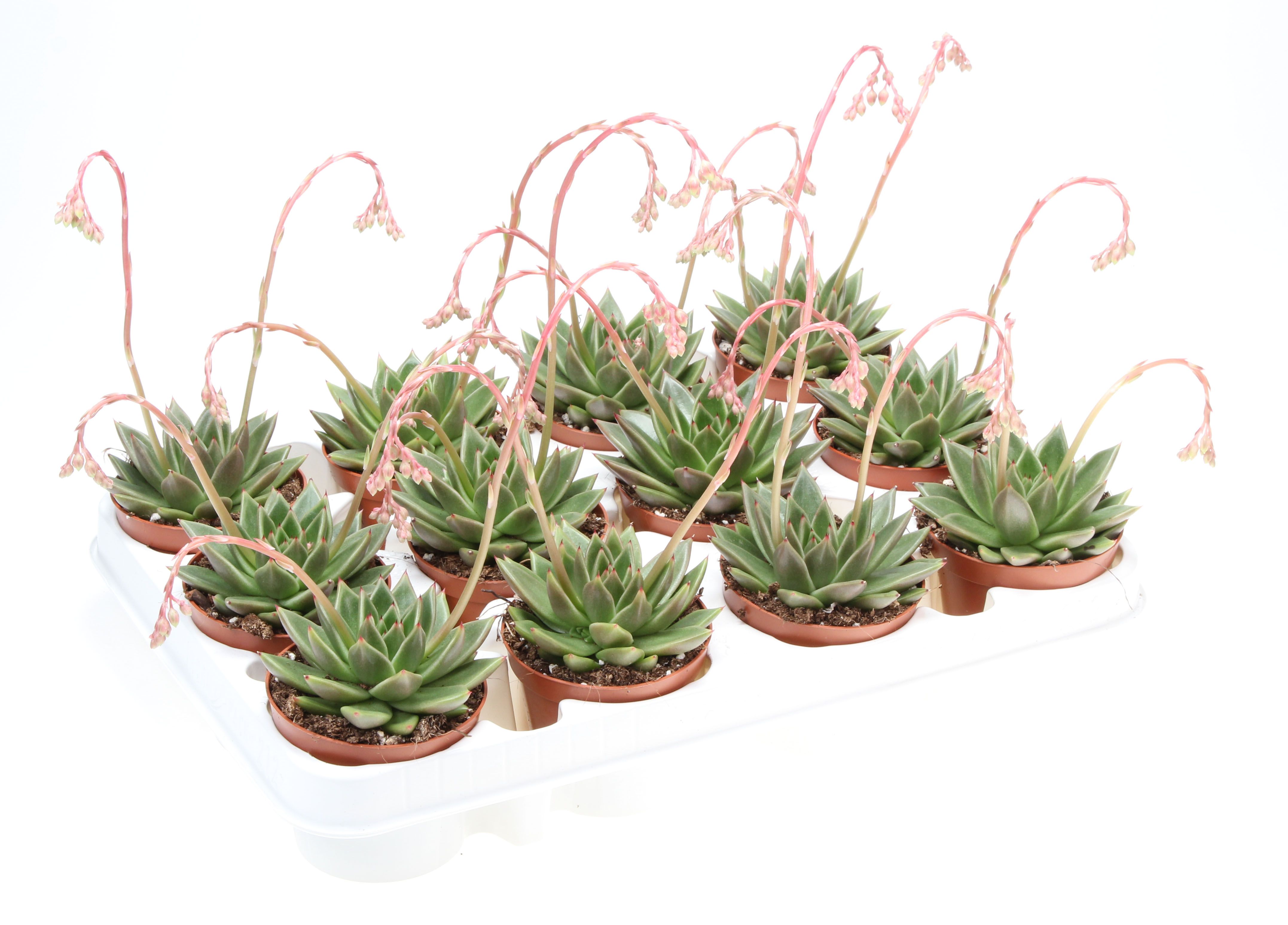 Echeveria miranda + flower, D 8,5