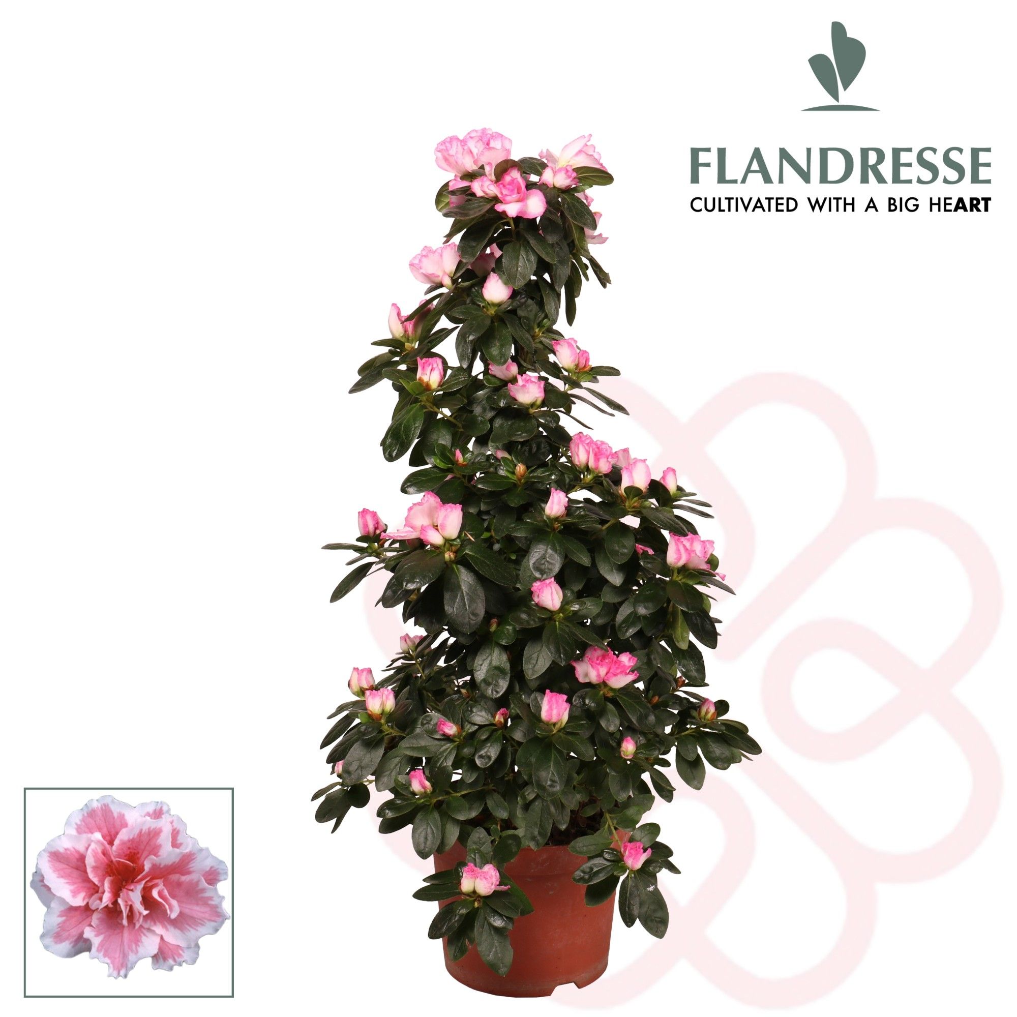 Azalea Flandresse® piramide 'bont' 65 cm, D 17
