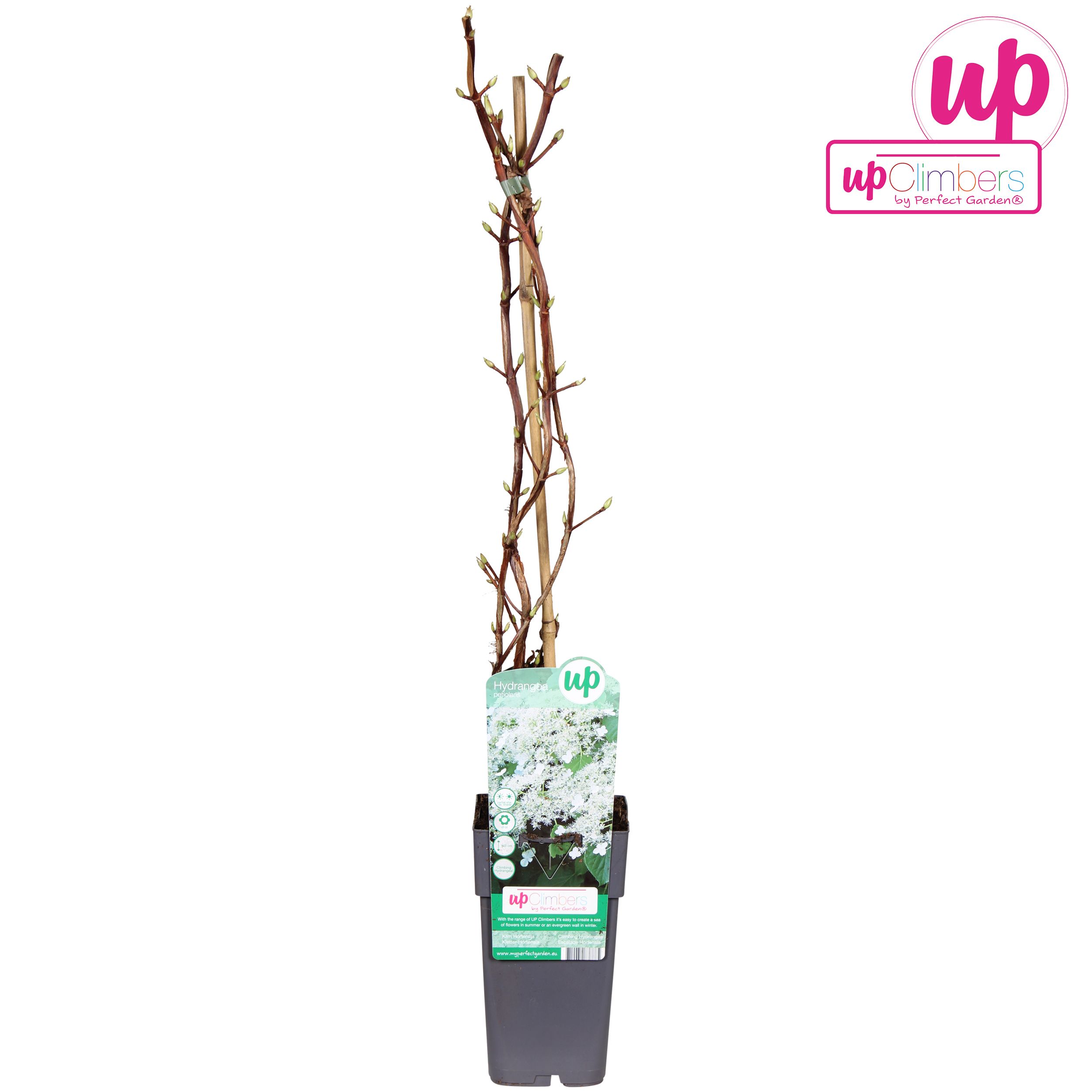 Hydrangea petiolaris P15, D 15