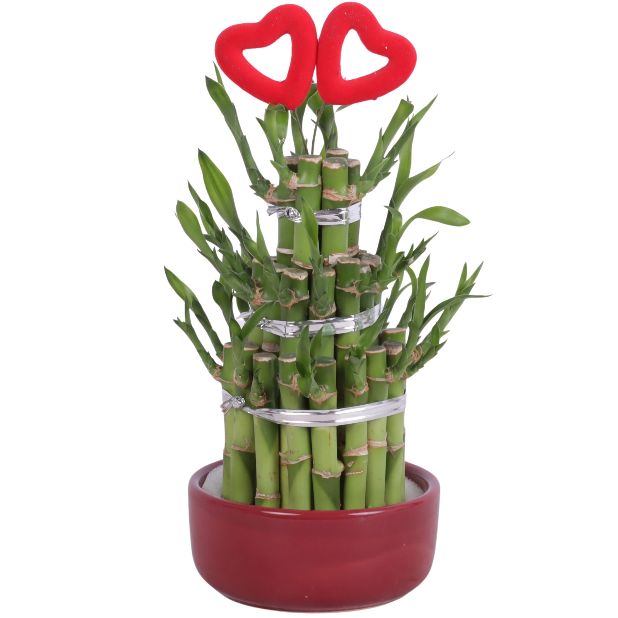 Lucky Bamboo Round 3Big in Ceramic pot Red Ø12cm, D 12