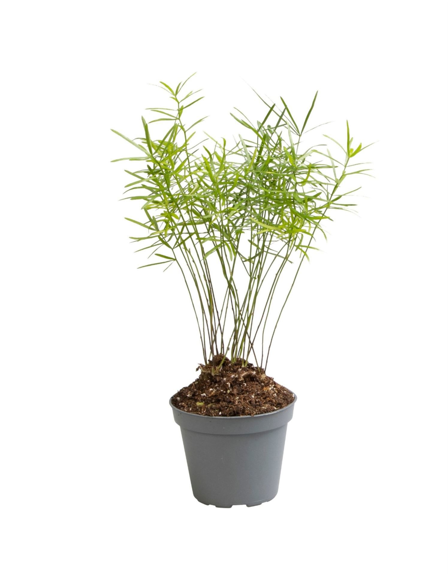 Asparagus Sprengeri, D 6